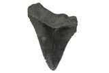 Serrated, Juvenile Megalodon Tooth - South Carolina #248525-1